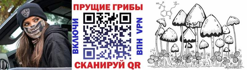 блэк спрут зеркало  Бородино  Псилоцибиновые грибы GOLDEN TEACHER 